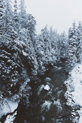 Schneebedeckte Bäume am Flussufer im Wald - CAVF31399