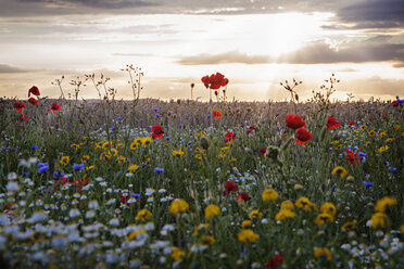 Wildblumen im Feld - CAVF31421