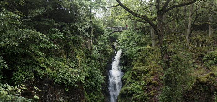 Blick auf einen Wasserfall im grünen Wald - CAVF31426