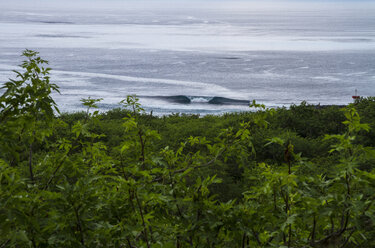 Scenic view of plants amidst seascape - CAVF31429