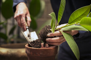 Senior man's hands planting - CAVF31538