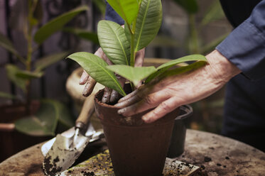 Senior man's hands planting - CAVF31539