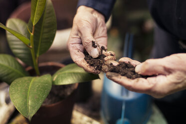 Senior man's hands planting - CAVF31540