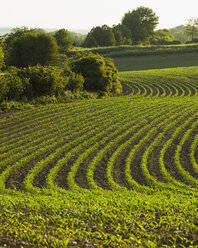 Plants growing on plowed field - FOLF05832