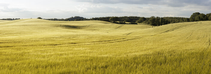 Panoramablick auf Felder - FOLF05836