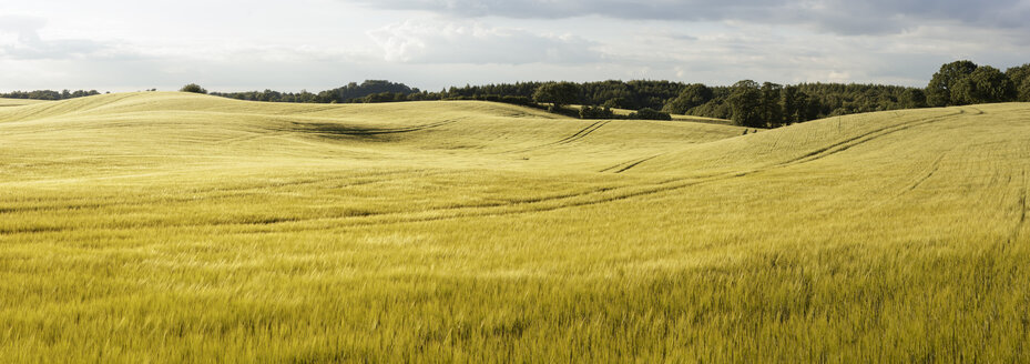 Panoramablick auf Felder - FOLF05836