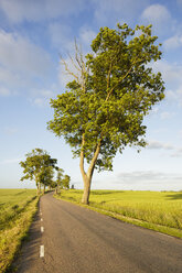 Country road in rural scene - FOLF05841