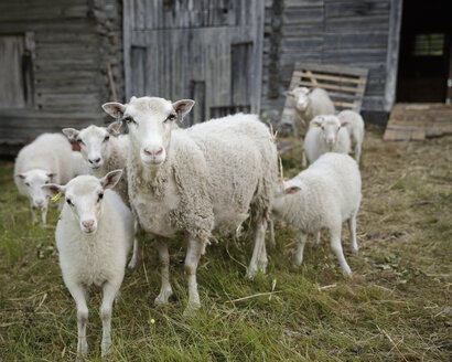 Schafe im Tierstall - FOLF05846