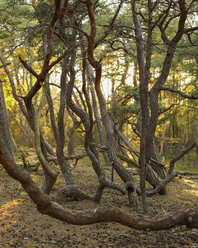 Tangled branches at Norra Kvill National park - FOLF05848