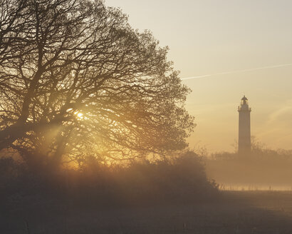 Silhouette von Bäumen und Leuchtturm bei nebligem Sonnenaufgang - FOLF05849