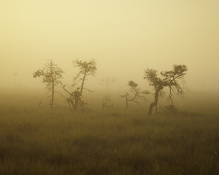 Store Mosse National Park im Nebel - FOLF05896