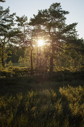 Hallefors, Hammarmossen at sunset - FOLF05899