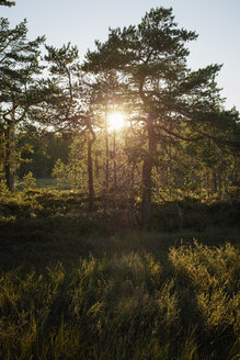 Hallefors, Hammarmossen bei Sonnenuntergang - FOLF05899