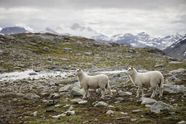 Sheep in Jotunheimen range - FOLF05911