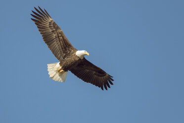 Niedriger Winkel Ansicht von Weißkopfseeadler fliegen in klaren blauen Himmel - CAVF31555