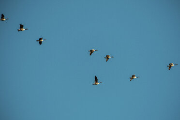 Low angle view of Canada Geese flying in clear blue sky - CAVF31556