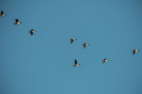 Niedriger Blickwinkel auf Kanadagänse, die in den klaren blauen Himmel fliegen - CAVF31556