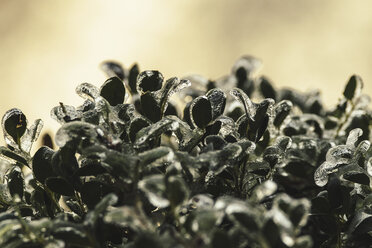 Close-up of frosted leaves - CAVF31563