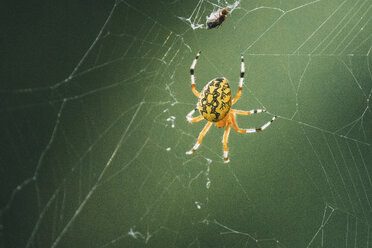 Nahaufnahme einer Spinne auf einem Netz - CAVF31568