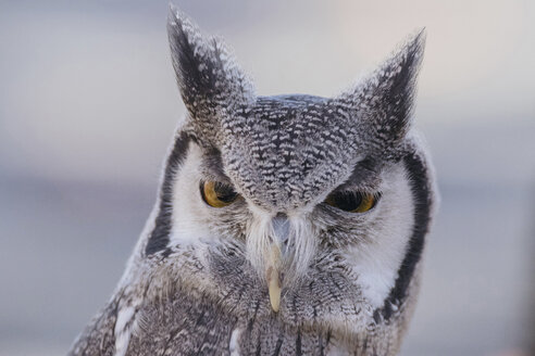 Close-up portrait of white-faced owl - CAVF31569