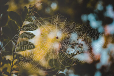 Low angle view of spider on web - CAVF31570