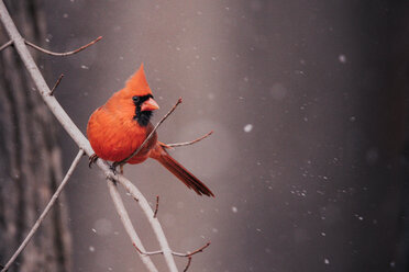 Close-up of cardinal looking away while perching on branch during snowfall - CAVF31573