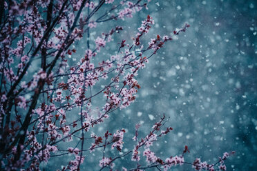 Blossom tree during snowfall - CAVF31574