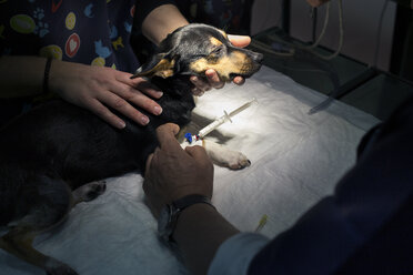 Ausgeschnittenes Bild von Tierärzten, die einen Hund in der Klinik untersuchen - CAVF31603