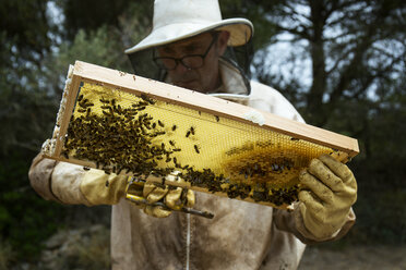 Älterer Mann überprüft hölzernen Bienenstockrahmen auf einem Feld - CAVF31611