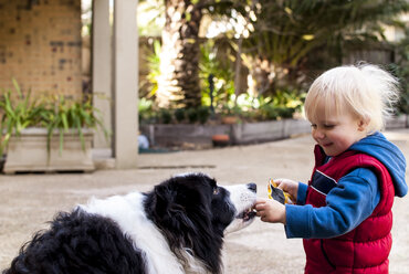 Seitenansicht eines glücklichen Jungen, der einen Border Collie auf dem Hof füttert - CAVF31673