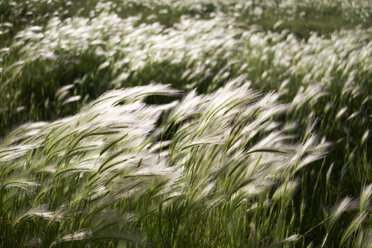 Ruhiger Blick auf Gras auf dem Feld - CAVF31676