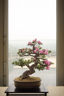 Bonsai tree on table by glass door - CAVF31695