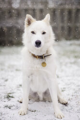Porträt eines weißen Hundes, der auf einem schneebedeckten Feld im Hof sitzt - CAVF31701