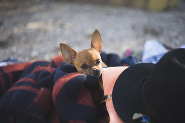 Porträt eines in eine Decke eingewickelten Chihuahuas - CAVF31721