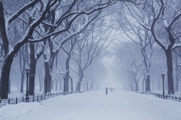 Schneebedeckter Fußweg inmitten kahler Bäume - CAVF31789