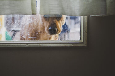 Hund durch Fenster gesehen - CAVF31832