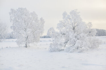 Winter landscape with snowy trees - FOLF05968