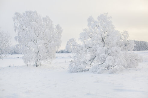 Winterlandschaft mit verschneiten Bäumen - FOLF05968