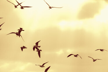 Black-headed gulls flying against sunset sky - FOLF06041