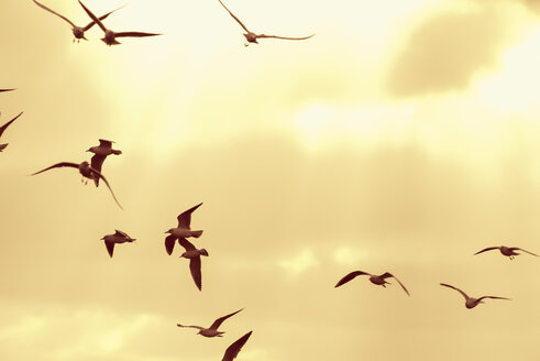 Lachmöwen fliegen gegen den Himmel bei Sonnenuntergang - FOLF06041