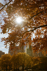 Sonnenstrahl durch einen Herbstbaum im Central Park, New York City - FOLF06308