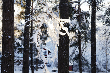 Schneebedeckte Bäume - FOLF06487