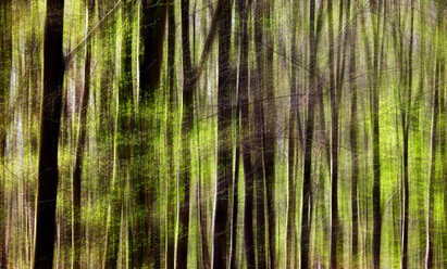 Close-up of a forest in spring - JTF00962