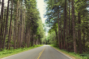 Empty road amidst trees in forest - CAVF32335