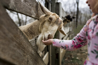 Mittelteil eines Mädchens, das eine Ziege durch einen Holzzaun füttert - CAVF32363