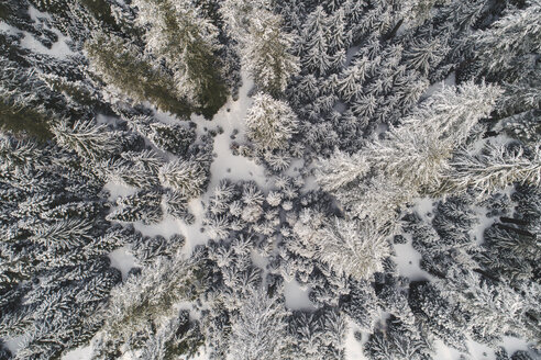 Hochformatige Ansicht von Bäumen mit Schnee bedeckt - CAVF32388