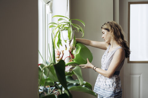 Frau bewässert Topfpflanzen am Fenster zu Hause - CAVF32487