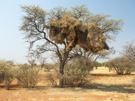 Afrika, Namibia, Gemeinschaftsnest der Webervögel - RJF00733