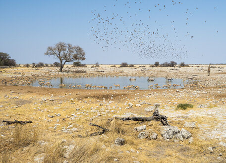 Afrika, Namibia, Etosha-Nationalpark, Okaukuejo, Wasserstelle - RJF00782