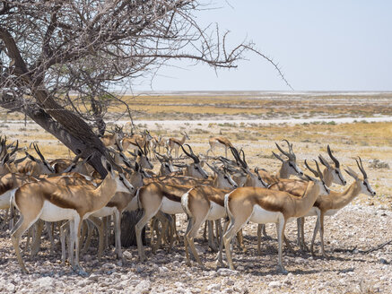 Afrika, Namibia, Etosha-Nationalpark, Gruppe von Springböcken unter einem Baum im Schatten - RJF00783